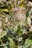 Cirsium pugnax. Верхушка побега с соцветием. Адыгея, Кавказский биосферный заповедник, плато Лаго-Наки, 2060 м н.у.м., субальпийский луг. 17.09.2023.