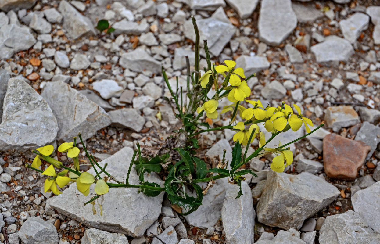 Изображение особи Erysimum ibericum.