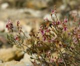 Atraphaxis frutescens. Верхушка цветущей и плодоносящей веточки с сидящим муравьем. Оренбургская обл., Соль-Илецкий ГО, окр. с. Михайловка, дол. р. Бердяевка, вершина Змеиной горы. 5 сентября 2023 г.