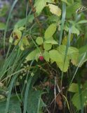 Rubus idaeus. Плодоносящее растение. Чечня, Шаройский р-н, западный склон пер. Цумандинский, выс. 2050 м н.у.м., край небольших зарослей лиственных деревьев. 23 августа 2023 г.