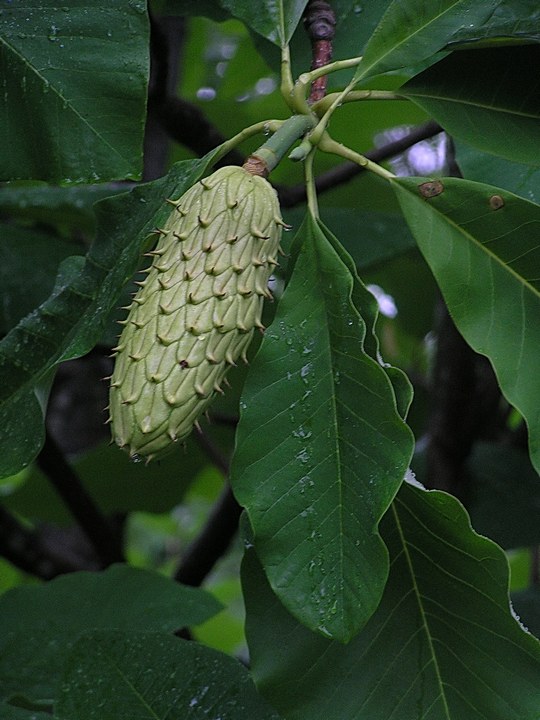 Image of Magnolia hypoleuca specimen.