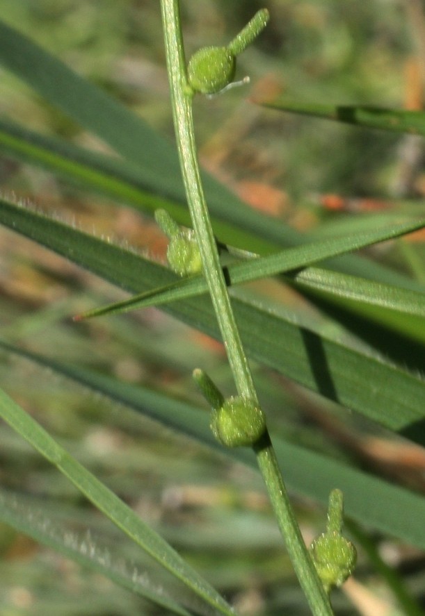 Изображение особи Litwinowia tenuissima.