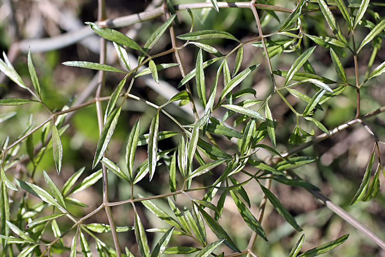 Изображение особи Ferula clematidifolia.