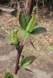 род Berberis