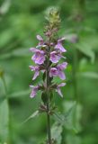 Stachys palustris. Соцветие. Московская обл., Шатурский р-н, окр. пос. Туголесский Бор. 10.07.2012.