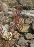 Rumex acetoselloides