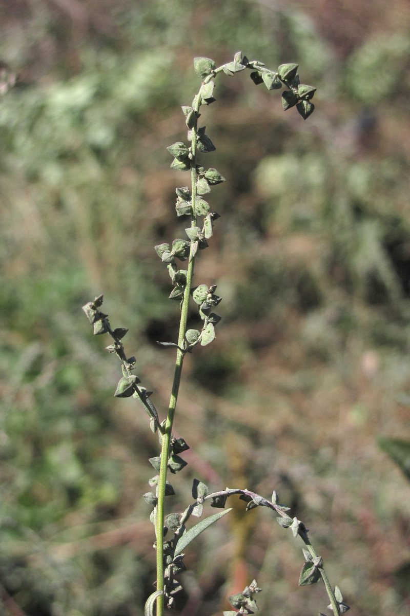 Изображение особи Atriplex oblongifolia.
