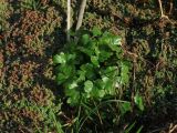 Ranunculus sceleratus