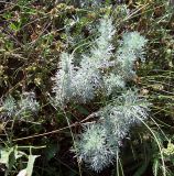 Artemisia austriaca