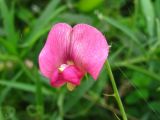 Lathyrus sylvestris. Цветок. Украина, Львовская обл., Бориславский горсовет, пгт Сходница. 11.08.2012.