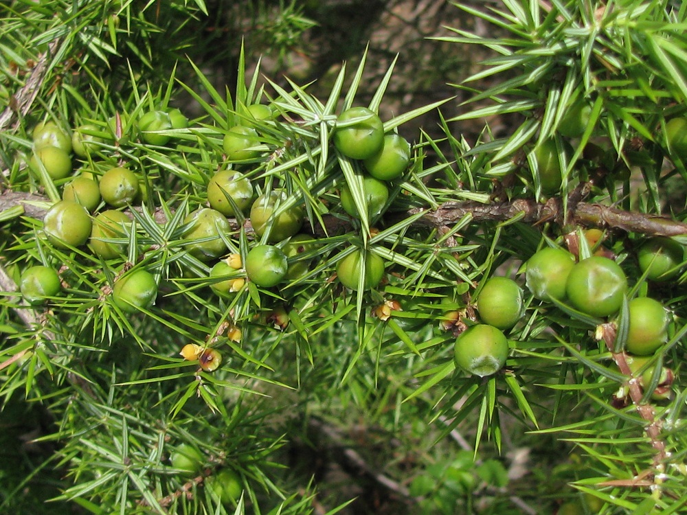 Изображение особи Juniperus deltoides.