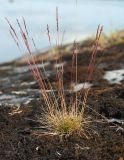 Festuca ovina. Плодоносящее растение на моховой подушке на скалистом берегу Кольского залива. Мурманская обл., Североморский р-н, окр. пос. Росляково. 07.07.2013.