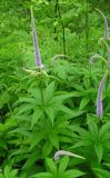 Veronicastrum sibiricum