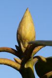 Rhododendron catawbiense