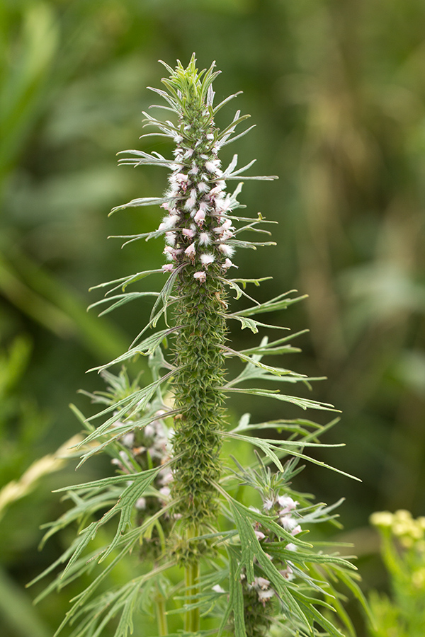 Image of Leonurus glaucescens specimen.