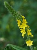 Agrimonia pilosa. Соцветие (видно два аномальных шестилепестковых цветка). Белгородская обл., \"Лес на Ворскле\", луг на берегу р. Ворскла. 29.06.2009.