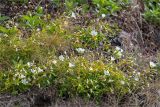 Cerastium glabratum