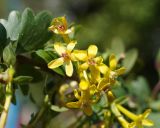 Ribes aureum. Соцветие. Краснодарский край, г. Краснодар. 25.04.2013.