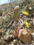 Taraxacum hybernum