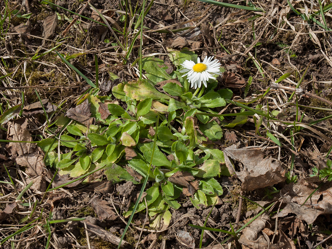 Изображение особи Bellis perennis.