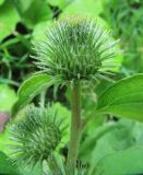 Arctium minus