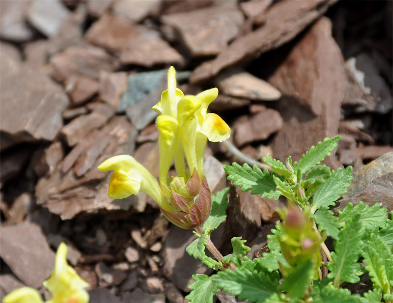 Изображение особи Scutellaria orientalis.