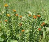 Rhodiola linearifolia. Плодоносящие растения. Кыргызстан, Нарынская обл., левый берег р. Нарын, долина руч. Ирису. 12.06.2015.