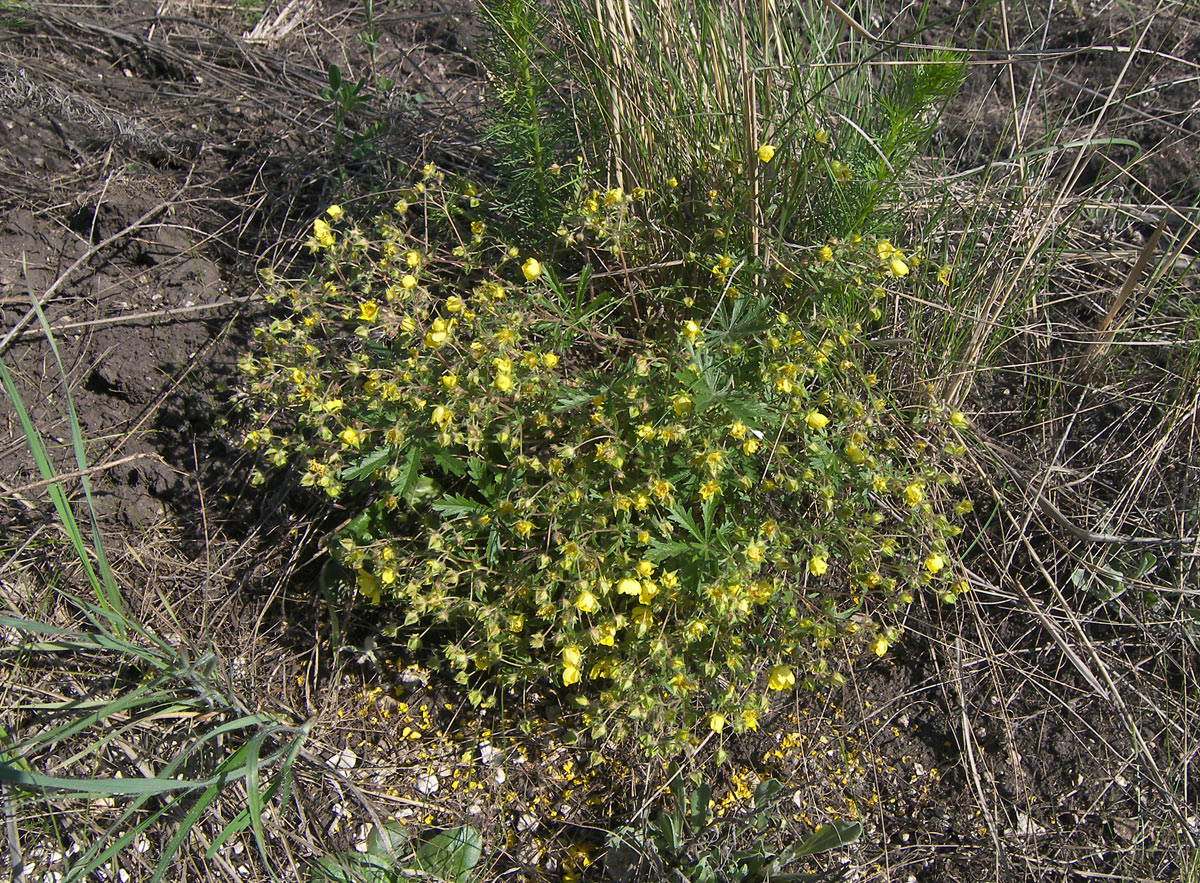 Изображение особи Potentilla patula.