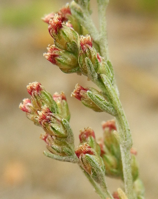 Image of Artemisia nitrosa specimen.