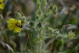 Potentilla callieri. Соцветие с кормящимся жуком-нарывником. Крым, Керченский п-ов, Приазовье, Караларская степь. 09.06.2016.