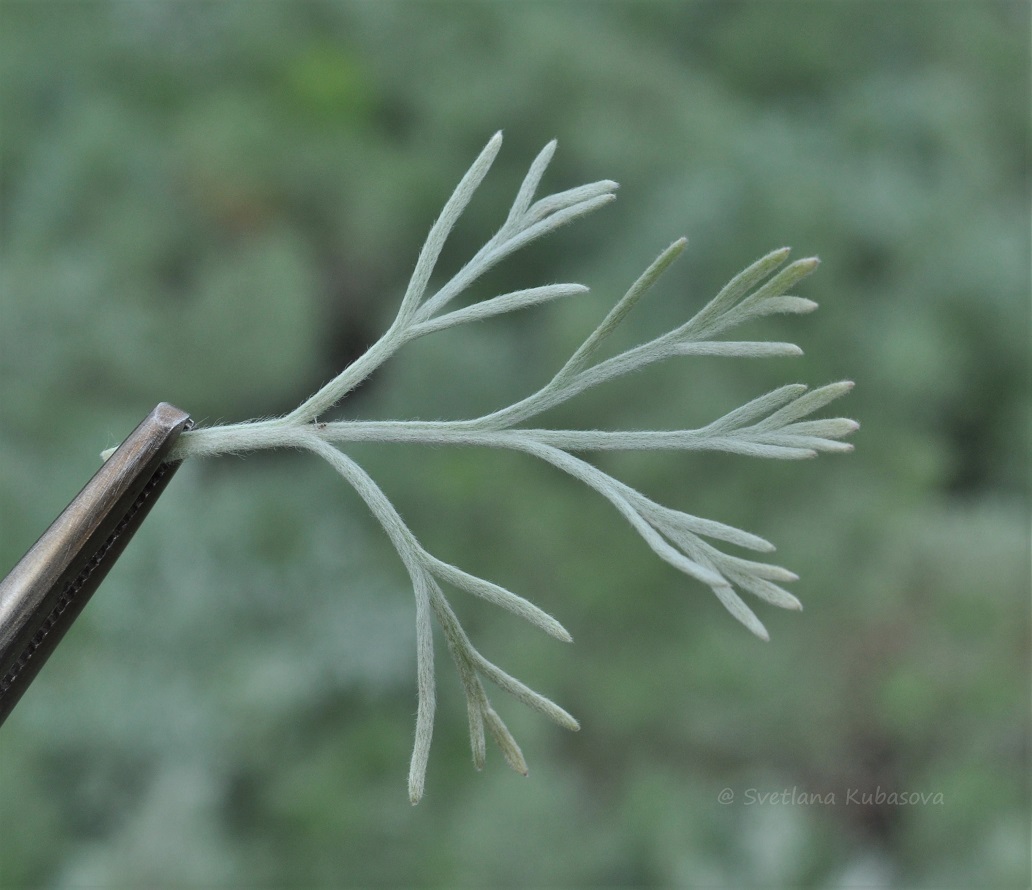 Изображение особи Artemisia schmidtiana.