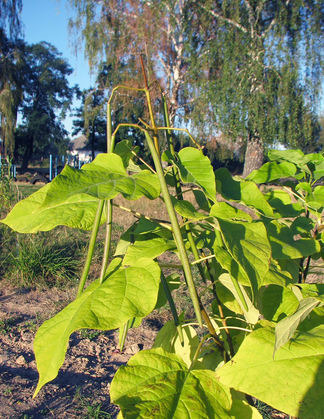 Изображение особи Catalpa bignonioides.