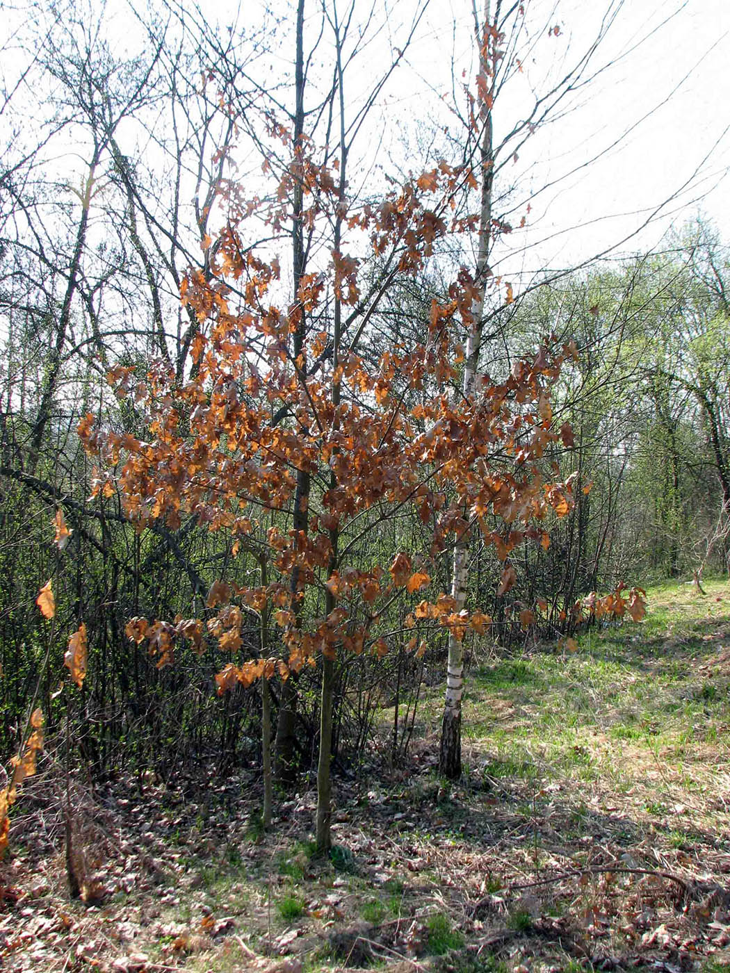 Изображение особи Quercus rubra.