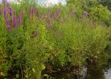 Lythrum salicaria