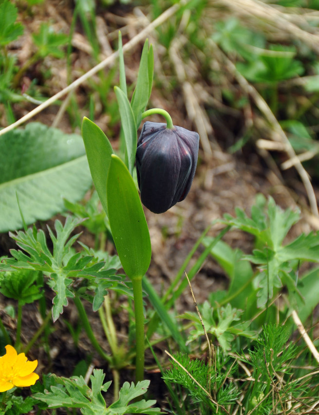 Изображение особи Fritillaria latifolia.