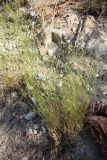 Silene pugionifolia