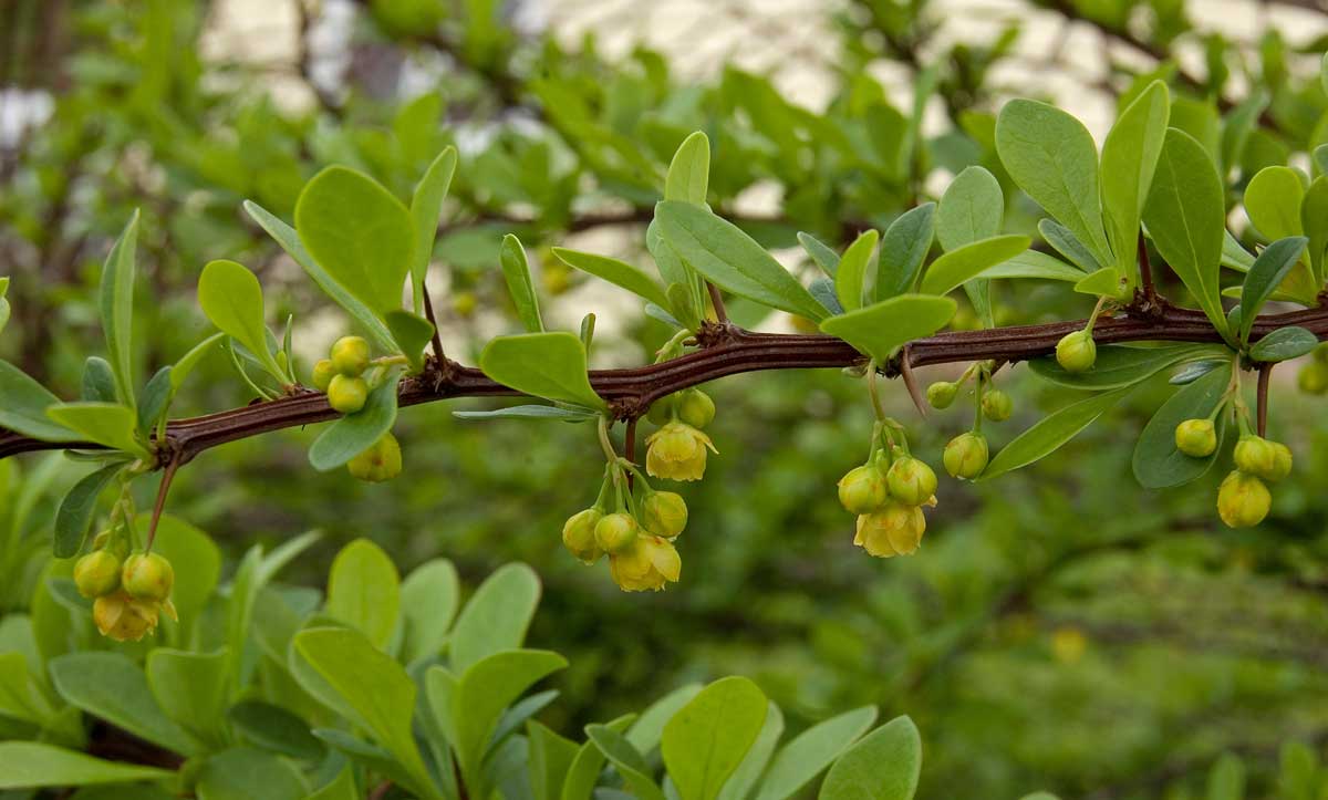 Изображение особи род Berberis.