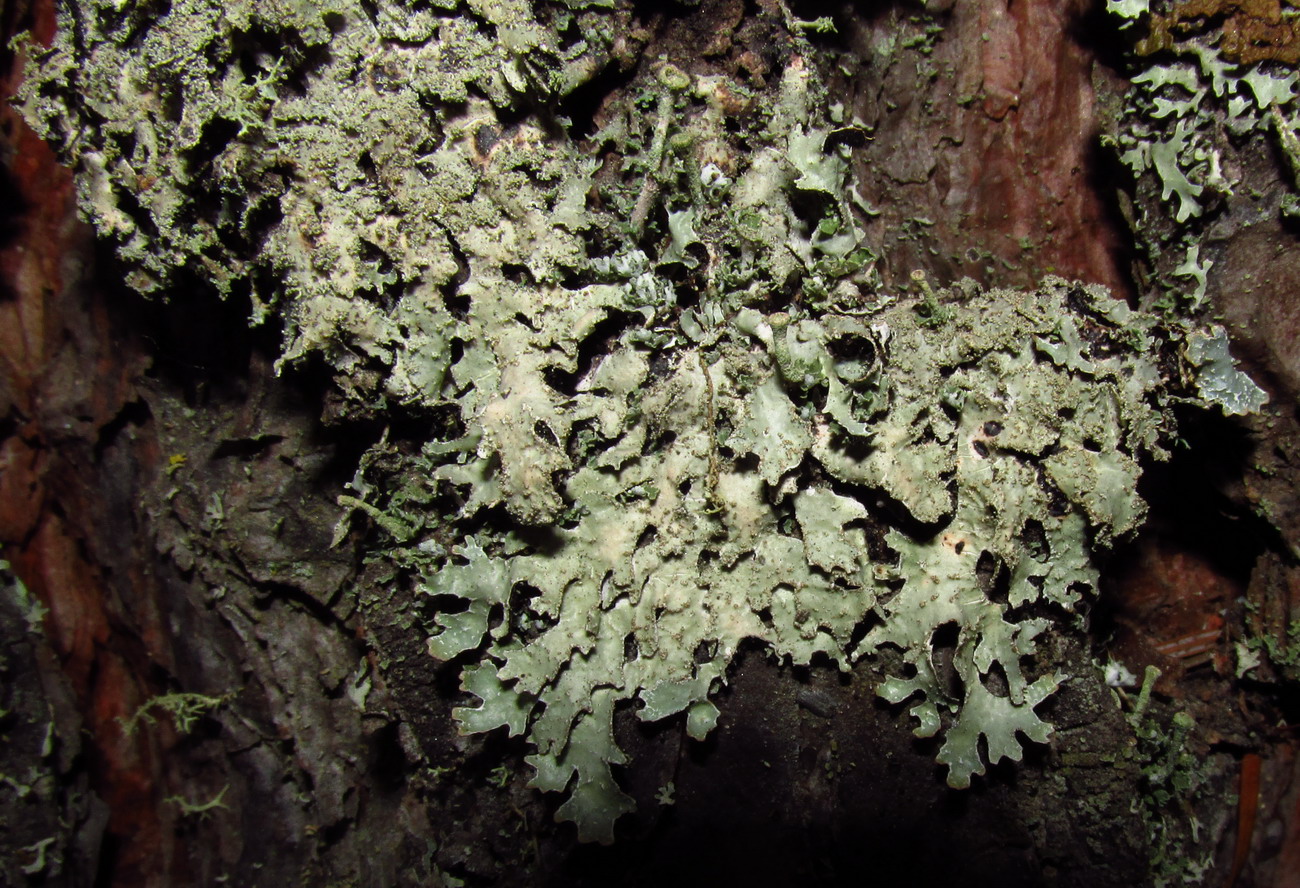 Image of Parmelia squarrosa specimen.