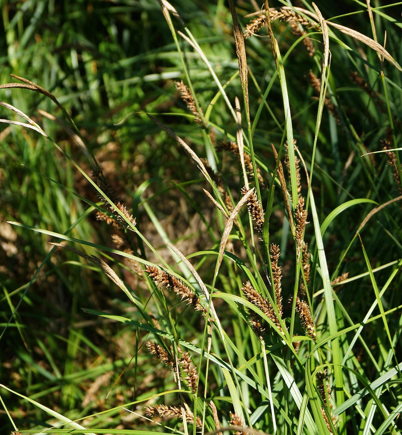 Изображение особи Carex vesicaria.