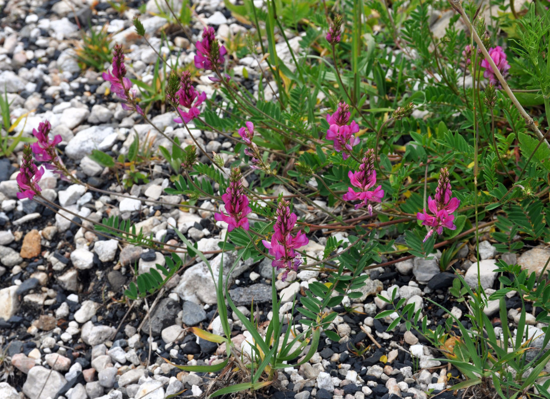 Изображение особи Onobrychis biebersteinii.