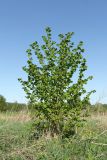 Corylus avellana