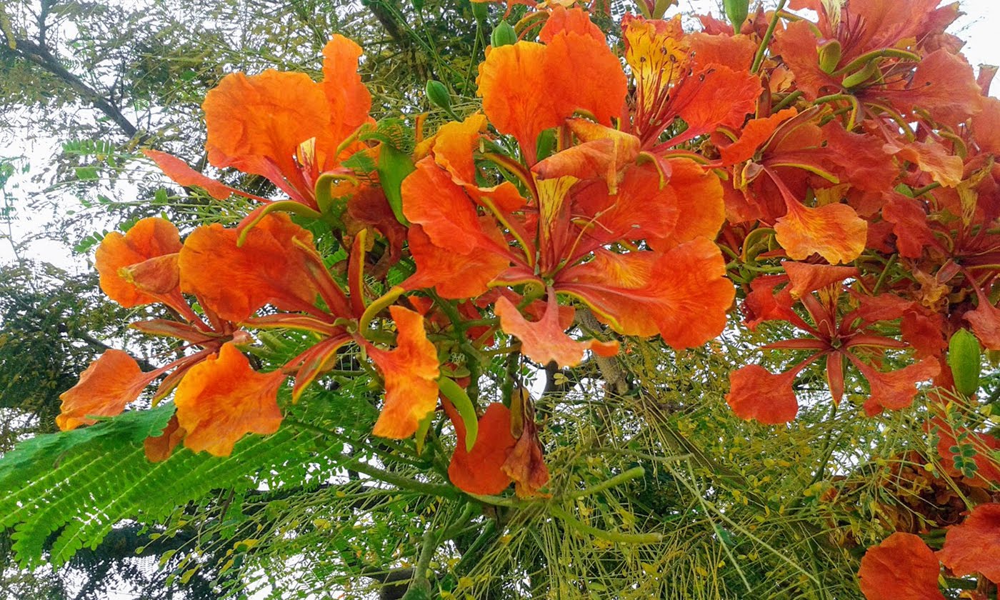 Изображение особи Delonix regia.