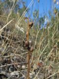 Verbascum orientale. Верхняя часть плодоносящего растения. Крым, пос. Гурзуф, холм Болгатур, каменистый склон. 17.07.2018.