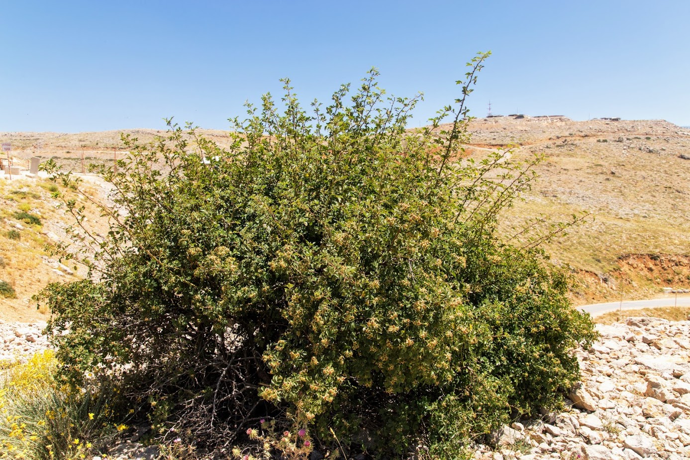 Image of Rosa canina specimen.