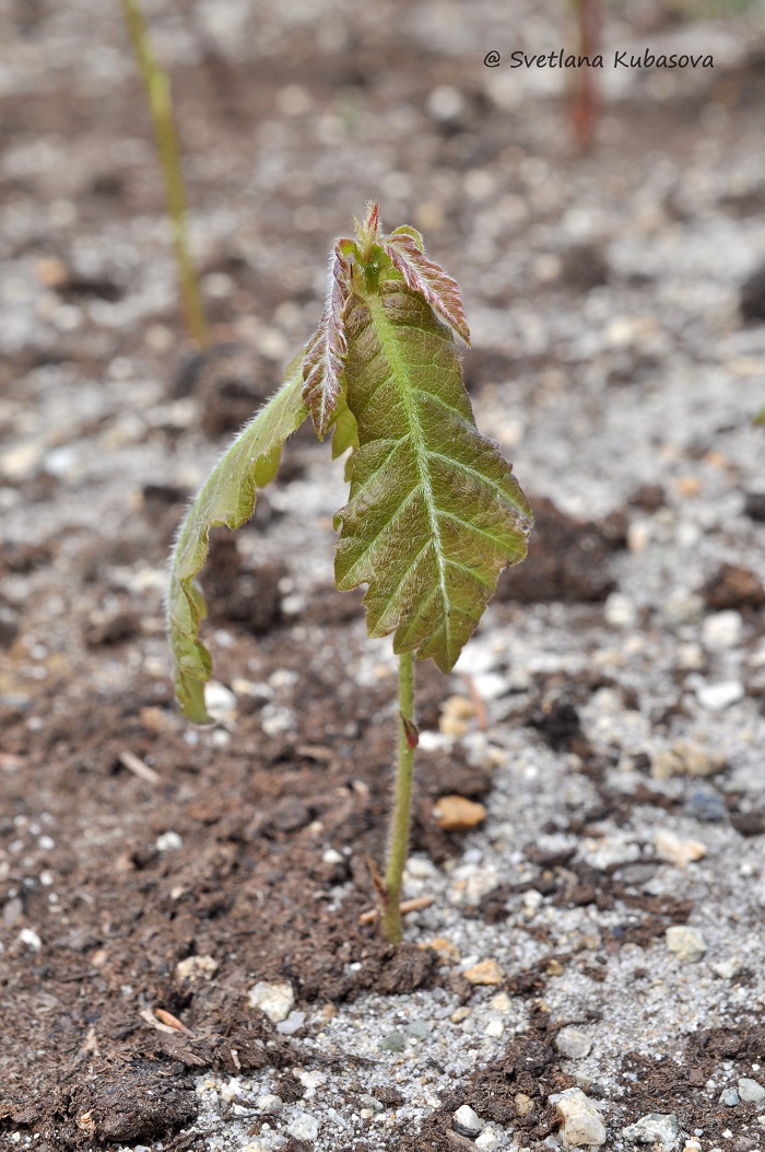 Изображение особи Quercus mongolica.