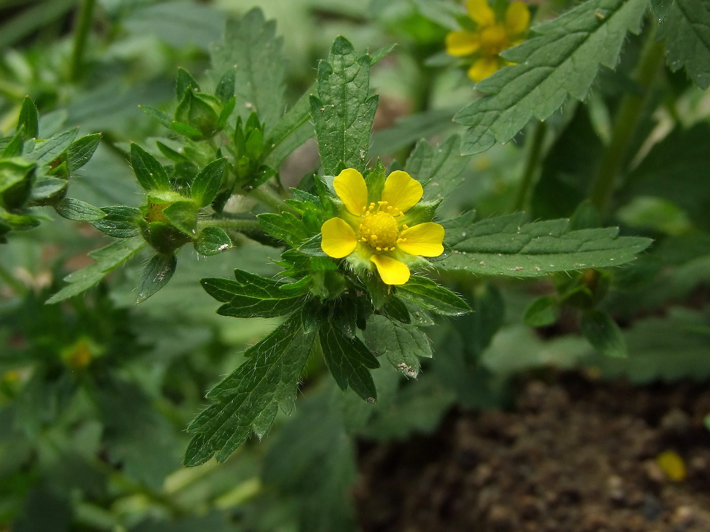 Изображение особи Potentilla norvegica.