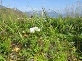 Parnassia palustris. Цветущие растения. Камчатка, побережье Берингова моря, мыс Цепочка, береговая терраса. 19.07.2018.