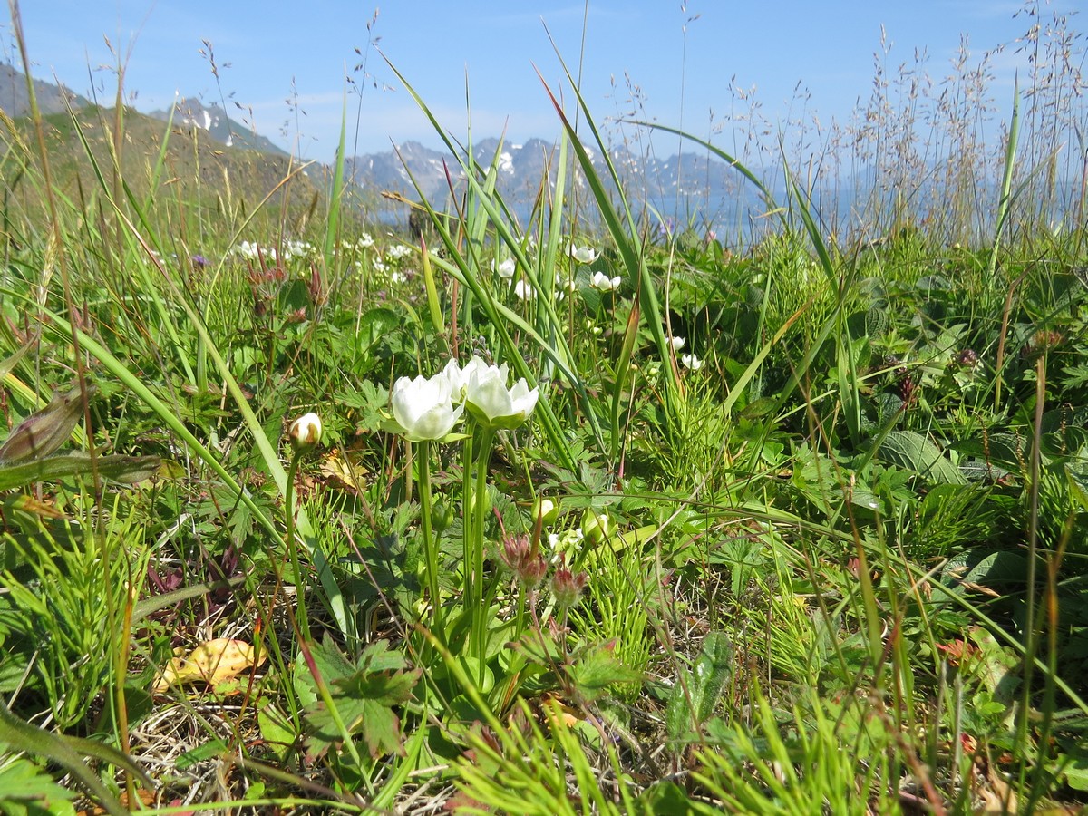 Изображение особи Parnassia palustris.