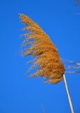 Phragmites australis. Прошлогоднее соплодие. Астраханская обл., Астраханский заповедник, Дамчикский участок, берег протоки. 28.04.2019.