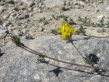 Medicago romanica. Верхушка веточки с соцветием. Кабардино-Балкария, Эльбрусский р-н, окр. с. Былым, ок. 1200 м н.у.м., обочина грунтовой дороги. 03.07.2019.